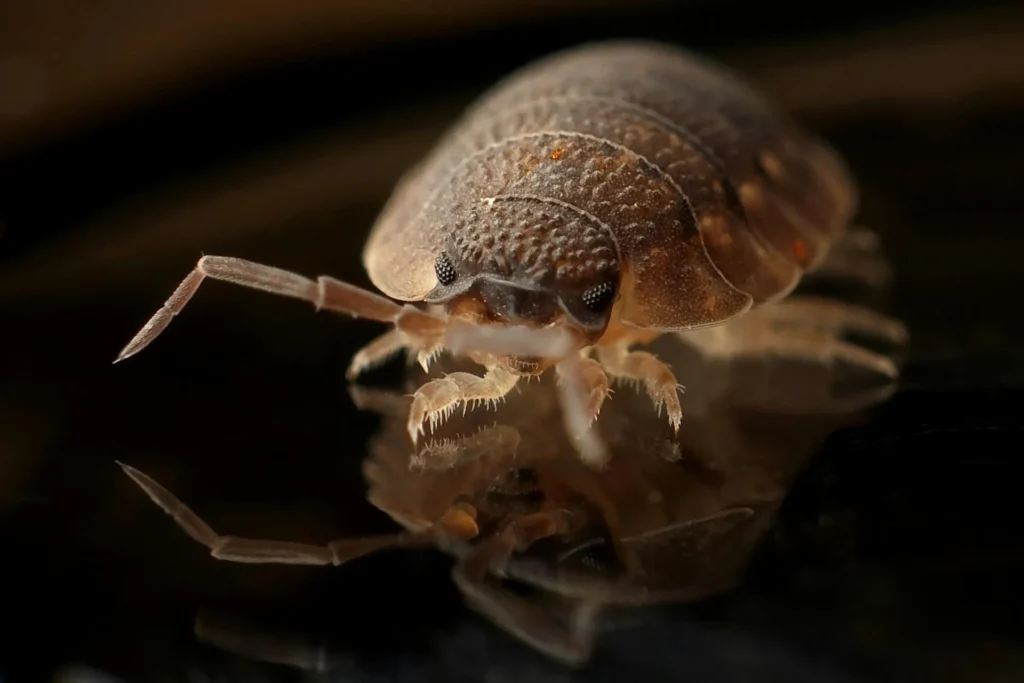 Bed-Bug-Treatment - Clarence Pest Control Pros | Clarence, NY | 716-309-4877